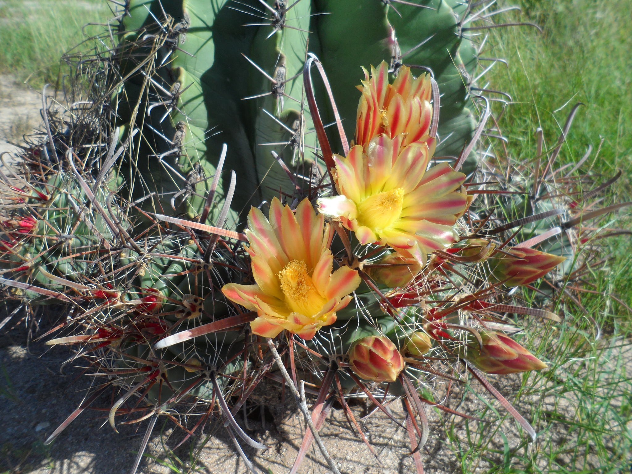 Ferocactus herrerae